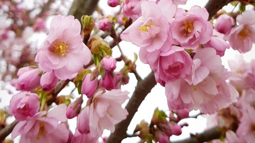 Japanskt prydnadskörsbär i blom